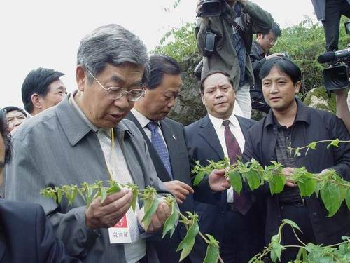 许嘉璐副委员长视察金银花生长情况