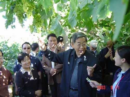 图为许嘉璐主席在敦煌市泉湖乡星火葡萄基地考察